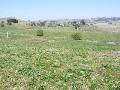 Best Grazing on the Edge of Guyra Picture