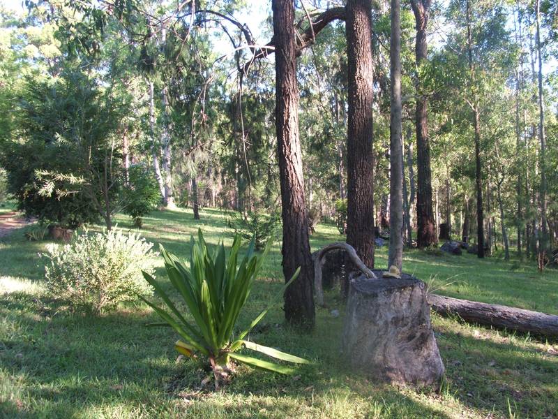 Beauty in the Bush on the Nymboida Picture 2