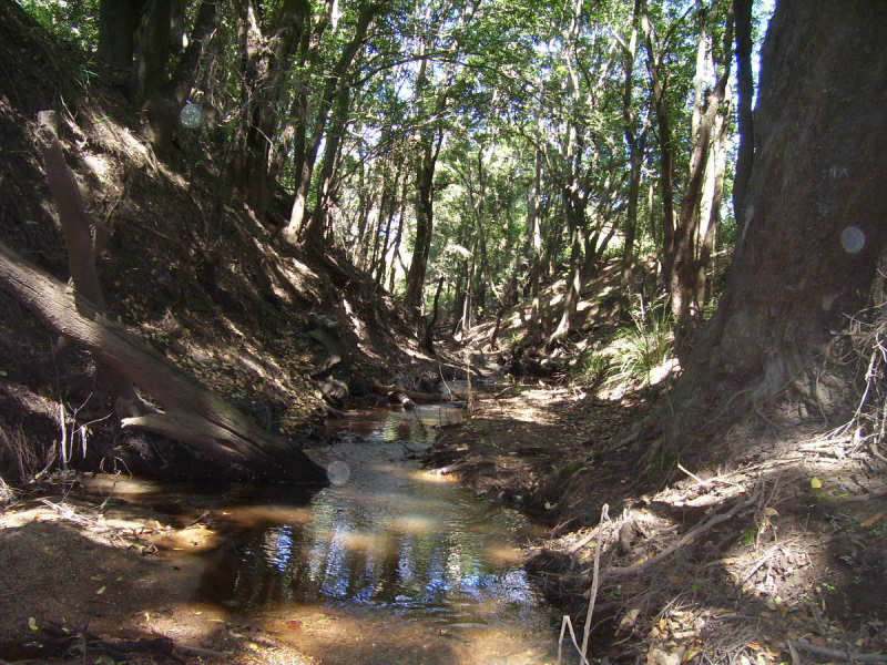 CREEKSIDE ACREAGE - BARGAIN! Picture 2