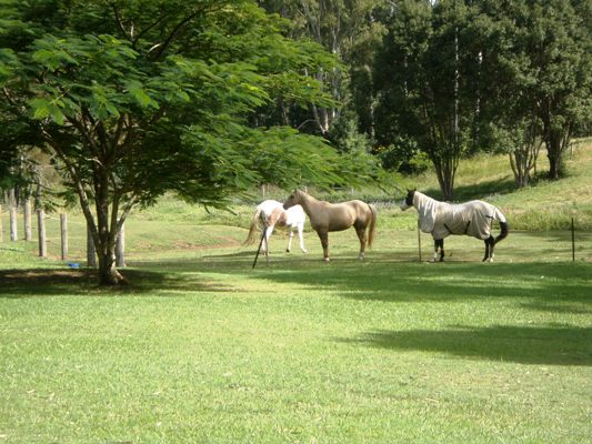 Home amongst the gum trees! Picture 2