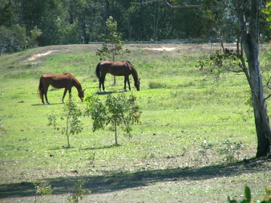 BARGAIN ACREAGE GREAT FOR HORSES Picture 2