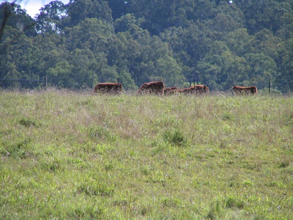 The Jewel in the Crown Picture 2