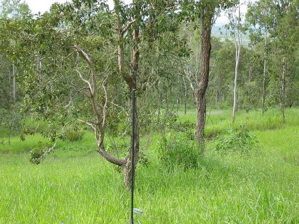 1 Ha @ TOLGA PLUS VIEWS! -3158: Picture 3