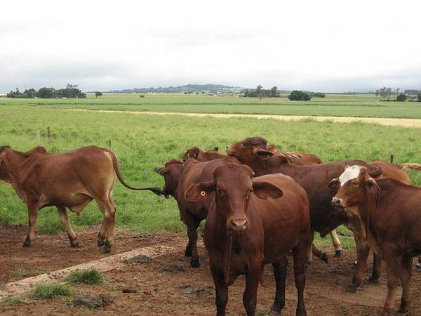 TOLGA-KAIRI COUNTRY - 3188: Picture 1