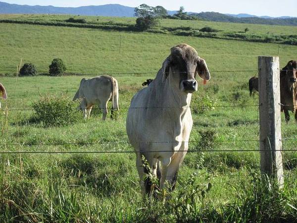 YUNGABURRA ACREAGE - 2682: Picture 1