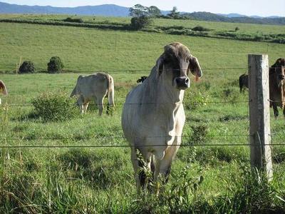 YUNGABURRA ACREAGE - 2682: Picture