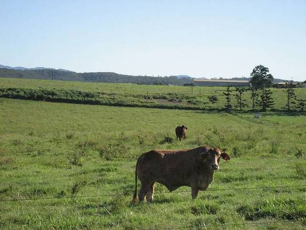 YUNGABURRA ACREAGE - 2682: Picture 2