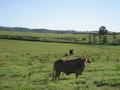 YUNGABURRA ACREAGE - 2682: Picture