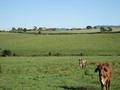 YUNGABURRA ACREAGE - 2682: Picture