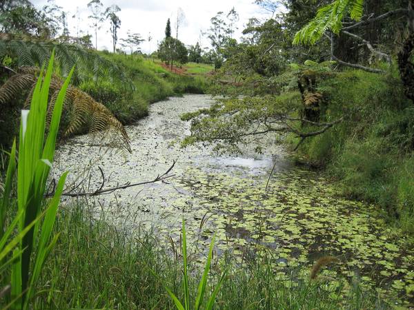 FOUR HECTARES CLOSE TO MALANDA - sahe3136 Picture 1