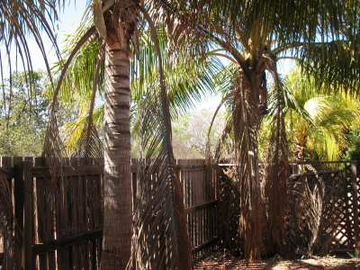 Fresh furnished villa Picture 2