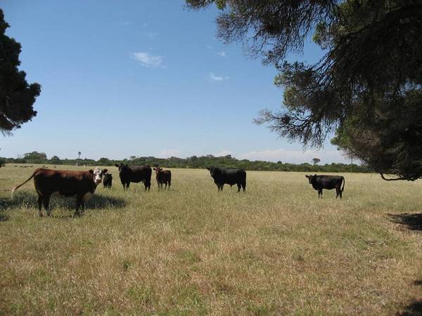 Versatile Small Farm Picture 1