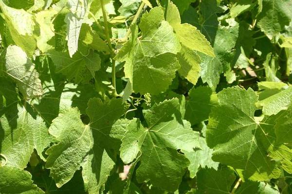 Limestone Coast Vineyard Picture 1