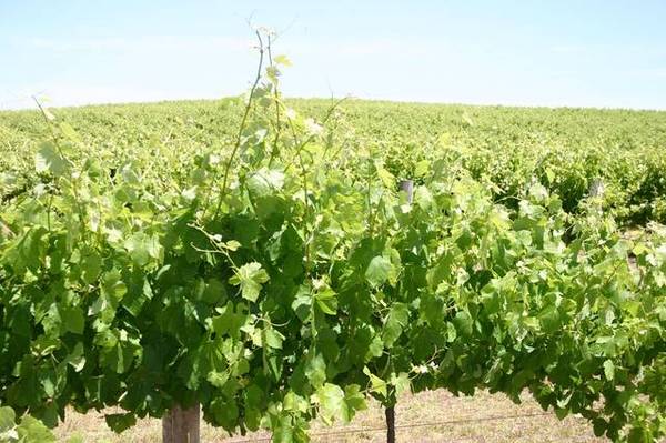 Limestone Coast Vineyard Picture 2