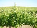 Limestone Coast Vineyard Picture