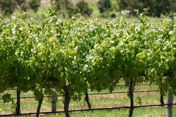 Guichen Bay Vineyards Picture 2