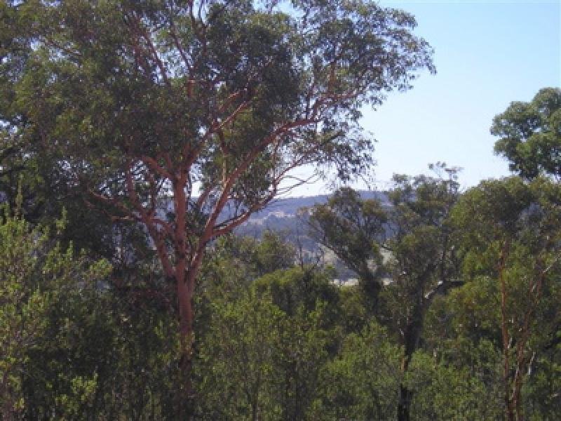 GOLDEN HILLS ESTATE Picture 3