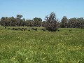 PRIME LAND - PINJARRA EAST Picture