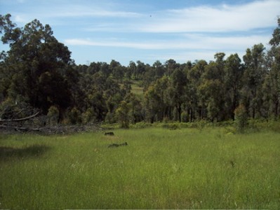 WANDERING DOWNS ESTATE Picture