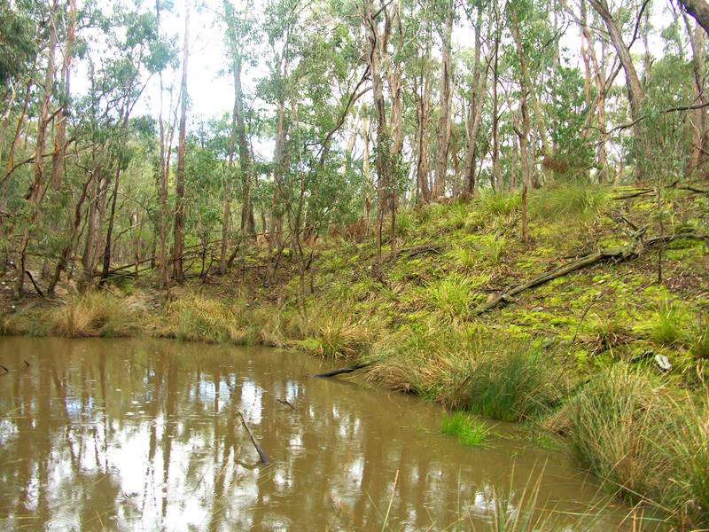 DURHAM LEAD / SCOTSBURN 20 ACRES "IT'S GOLD" WITH A NEW PLANNING PERMIT Picture 1