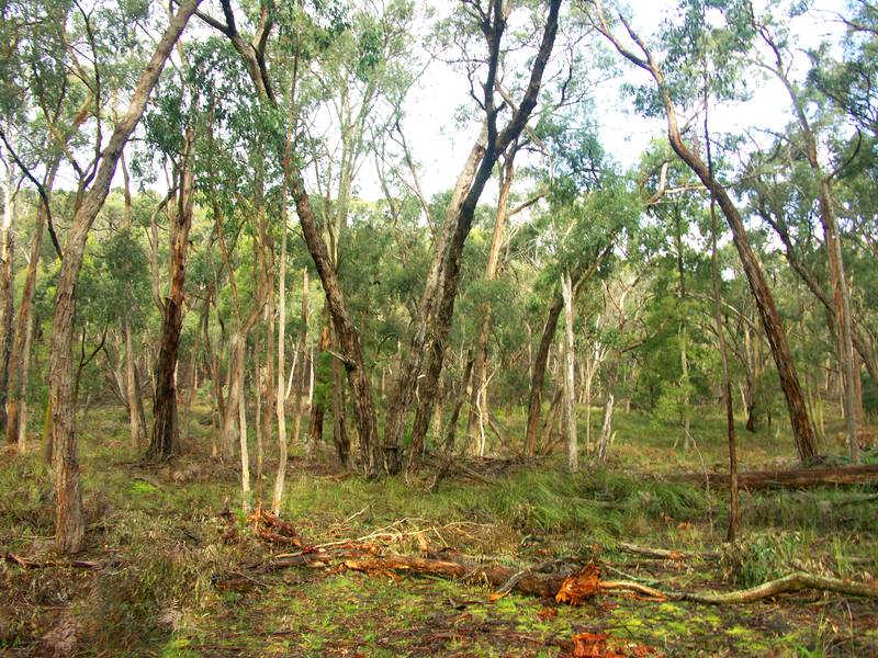 DURHAM LEAD / SCOTSBURN 20 ACRES "IT'S GOLD" WITH A NEW PLANNING PERMIT Picture 3