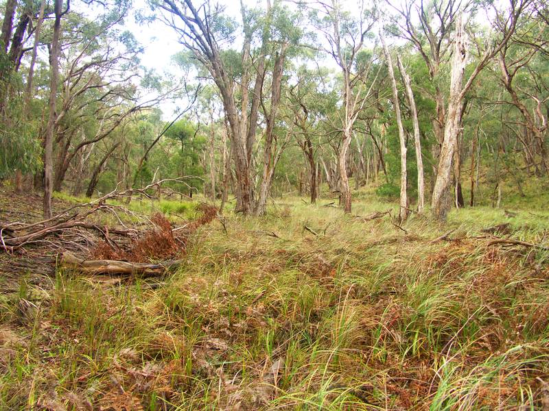 DURHAM LEAD / SCOTSBURN 20 ACRES "IT'S GOLD" WITH A NEW PLANNING PERMIT Picture 2