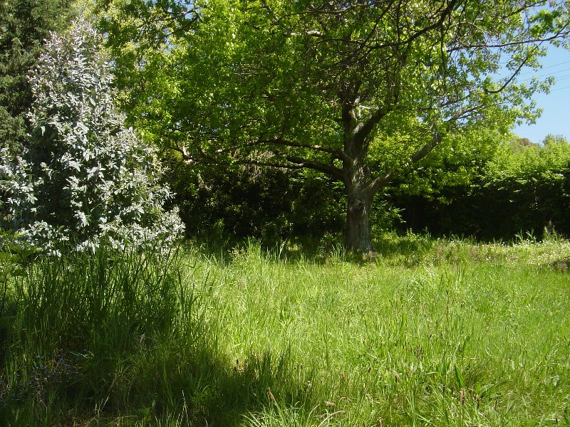 Large Vacant Block in East - Rarer Than Hens Teeth! Picture 3