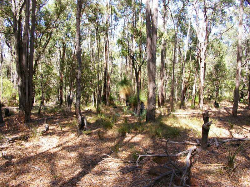 LOVELY TREED 1/2 ACRE BLOCK IN HANDY LOCATION Picture 1