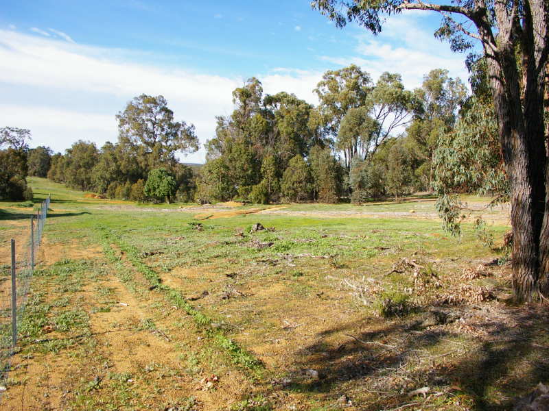 PASTURE AND TREES Picture 3