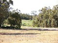 PASTURE AND TREES Picture