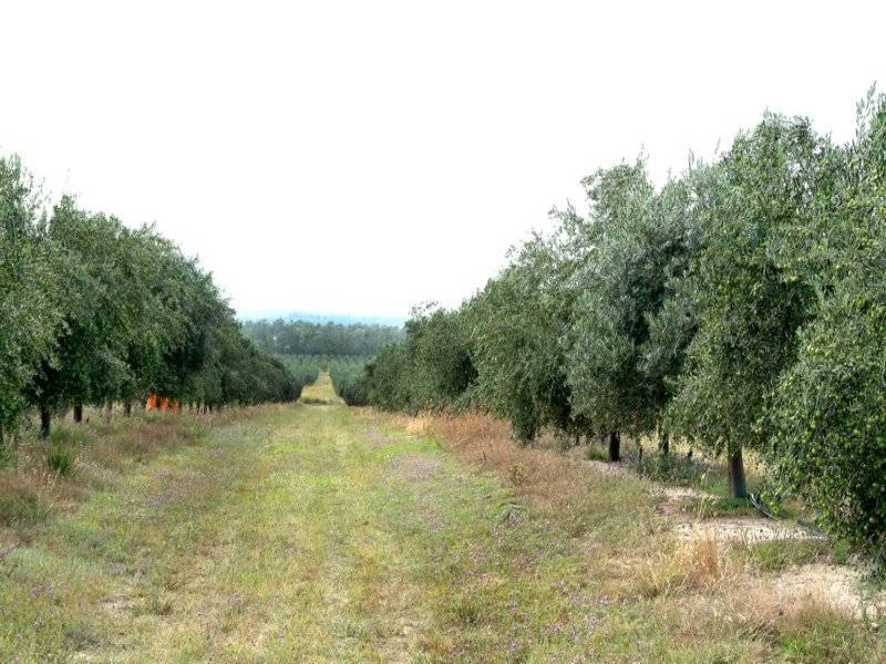 Midland Park Picture 2