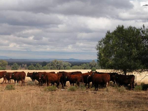 HANDY GRAZING WITH SUBDIVISION POTENTIAL Picture 2