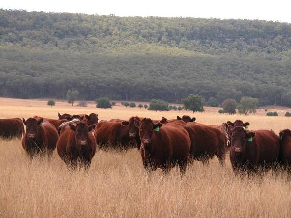 HANDY GRAZING WITH SUBDIVISION POTENTIAL Picture 3