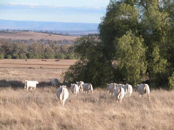 HANDY GRAZING WITH SUBDIVISION POTENTIAL Picture 1