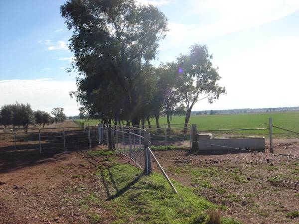 YOUR DREAM BECKONS - 'BARRABINDA' Picture 2