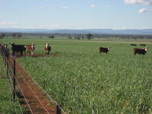 YOUR DREAM BECKONS - 'BARRABINDA' Picture 1