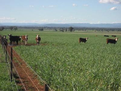 YOUR DREAM BECKONS - 'BARRABINDA' Picture