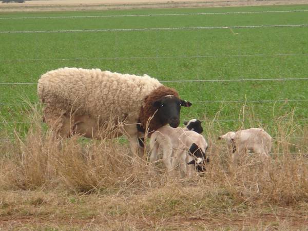 YOUR DREAM BECKONS - 'BARRABINDA' Picture 3