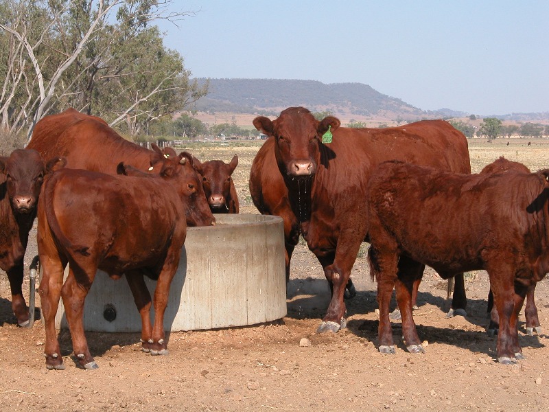 HIGH PERFORMANCE RURAL LIFESTYLE Picture 1