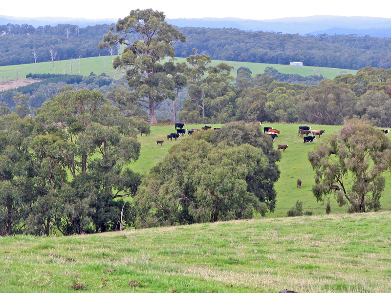 Nestled in the Otways Picture 1