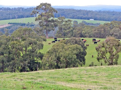 Nestled in the Otways Picture