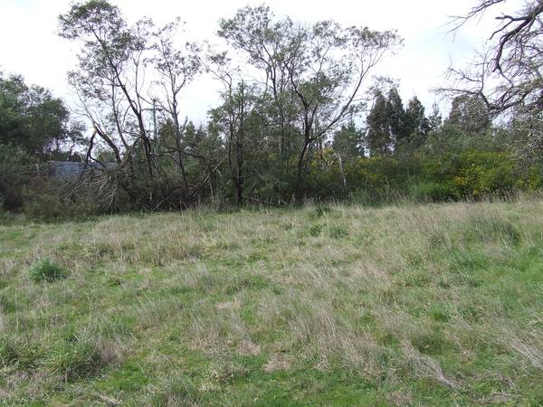 Large Allotment
- Beaconsfield
$35,000 Picture 2