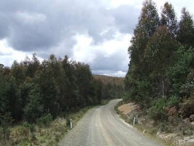 Lilydale - Tree Plantation Picture