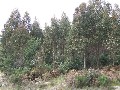 Lilydale - Tree Plantation Picture