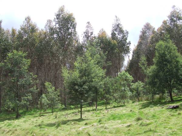 Lilydale - Tree Plantation Picture 2