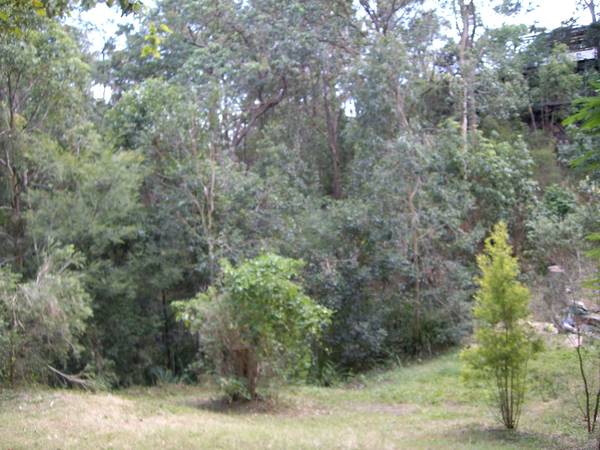 BUSH SETTING IN THE CITY!!! Picture 2