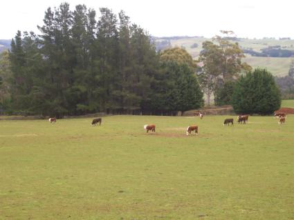 THE HILLS ARE ALIVE WITH BEAUTIFUL FOLIAGE Picture 1