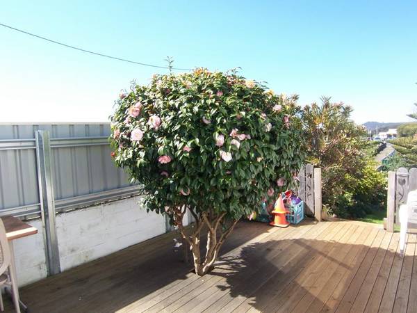 SO NICE TO COME HOME TO Picture 3