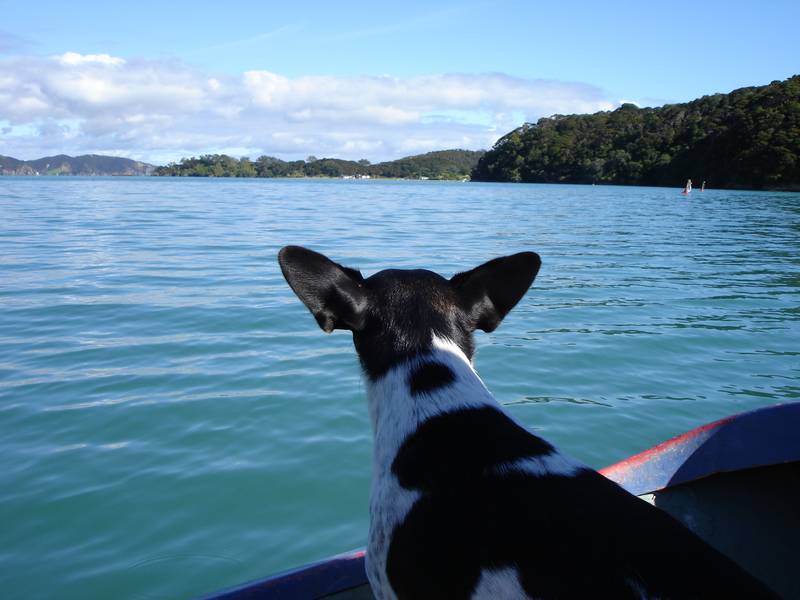 Absolute Waterfront Headland Picture 3