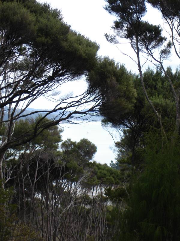 WOW! ACREAGE AND A WATER VIEW TOO! RUSSELL - BAY OF ISLANDS. Picture 2